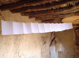 Sticky traps placed in animal Shelter
