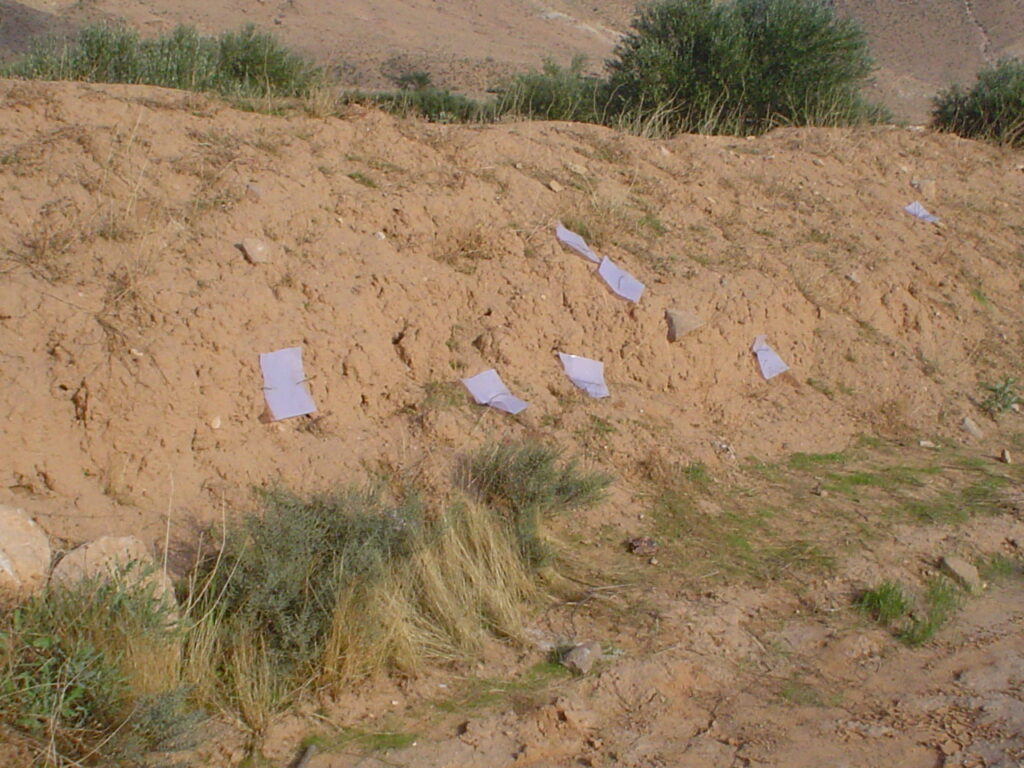Sticky traps placed at the entry of rodent’s burrows