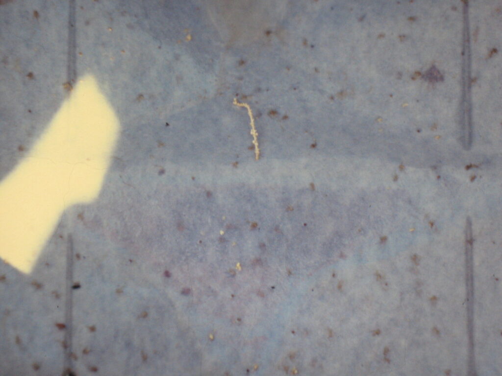 Sand flies caught in a sticky trap