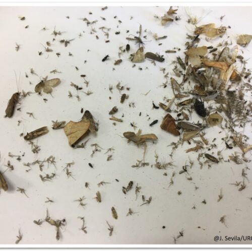 Trapping-insects