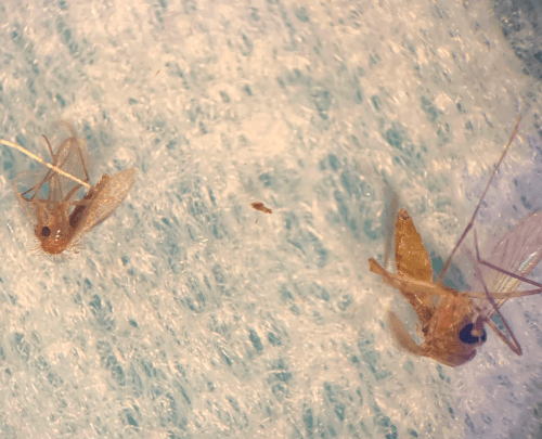 phlebotominae-vs-mosquito.png